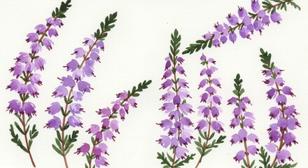 Naklejka premium Watercolor Painting of Delicate Purple Heather Flowers Botanical Illustration Nature Art Print