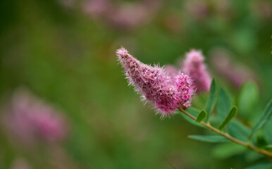 Flowers, spiraea and environment with plant in nature for growth, sustainability and spring season. Botany, flora and foliage with garden meadow in countryside for ecology, field and park reserve