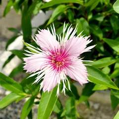Obraz premium Delicate Pink Flower Surrounded By Lush Green Foliage Under Bright Sunlight In A Tranquil Outdoor Setting