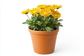 Yellow flower pot with a yellow flower in it