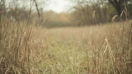 Fototapeta premium Serene pathway through tall grass in a tranquil autumn landscape with soft sunlight filtering