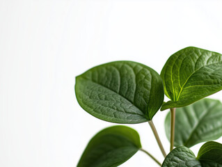 A Gentle Touch: Embracing the Beauty of Nature with a Delicate Peacock Plant, Showcasing Translucent Leaves and Vibrant Patterns.