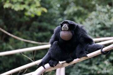 喉袋を膨らませて座るフクロテナガザル