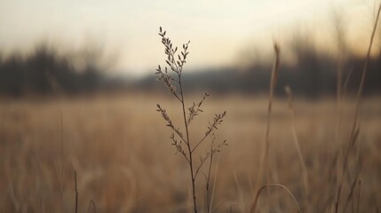Obraz premium A solitary grass stalk stands tall in a golden field at sunset, with soft hues in the background