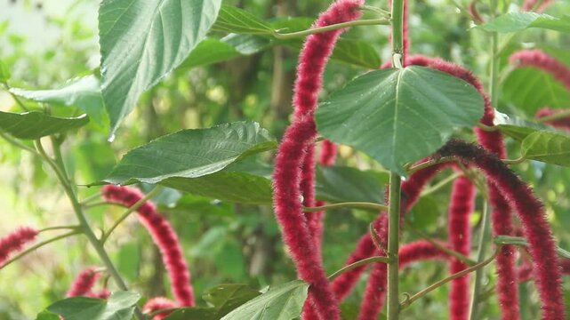 Acalypha hispida or cat's tail flower or Chenille Plant, the vibrant color of the red Acalypha hispida flower is illuminated by the morning sun