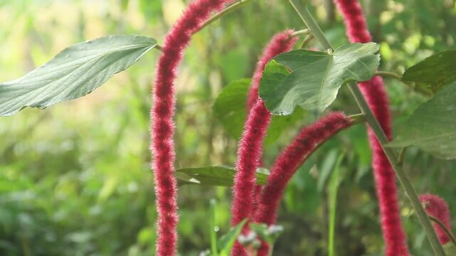 Acalypha hispida or cat's tail flower or Chenille Plant, the vibrant color of the red Acalypha hispida flower is illuminated by the morning sun
