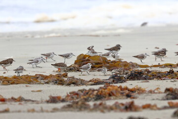 shorebird