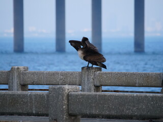 Beach 0124 Ocean Sea Water Bridge Pelican