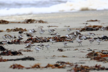 shorebird