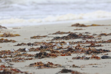 shorebird
