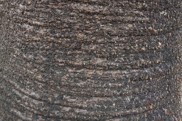 Textured Tree Bark Surface