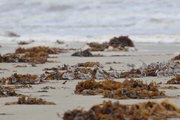 shorebird