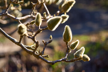 Magnolia Buds on Tree Branch at Botanical Garden