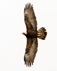 Golden Eagle (Aquila chrysaetos) taken in the Diablo Range of Northern California 