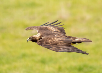 Golden Eagle (Aquila chrysaetos) taken in the Diablo Range of Northern California 