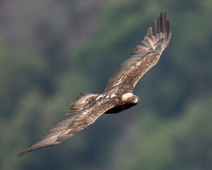 Golden Eagle (Aquila chrysaetos) taken in the Diablo Range of Northern California 