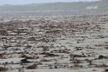 shorebird
