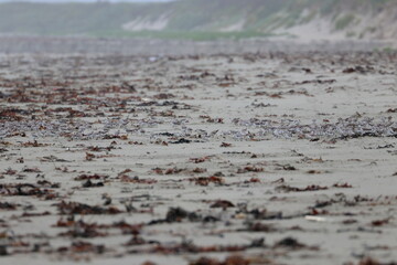 shorebird