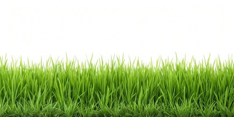 Fototapeta premium Grass border isolated on background, green, nature, plant, natural, border, isolated,background, foliage, blade