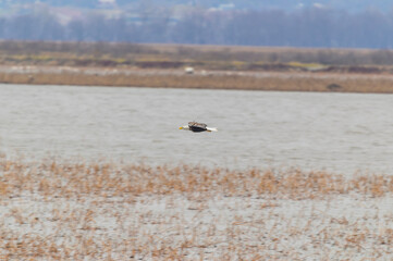 A Bald Eagle Flies Over Loess Bluffs National Wildlife Refuge, near Forest City, Missouri.