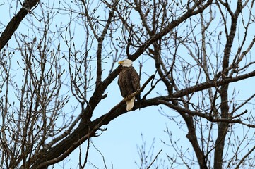 A Bald Eagle Perched in a Tree at Loess Bluffs National Wildlife Refuge, near Forest City, Missouri.