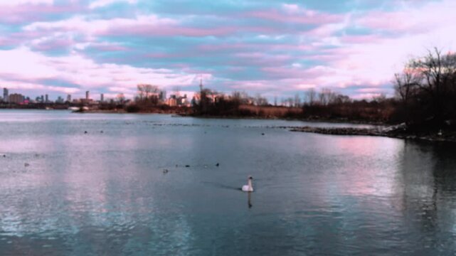 A tranquil sunset at Toronto&rsquo;s waterfront near Mimico and Lake Shore. High-rise buildings glow in the golden light as ducks swim peacefully in the calm water, creating a serene urban scene.

