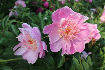 Pink Peony Flower Bloom Valentine 
