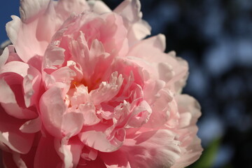 Obraz premium Pink Peony Flower Bloom Valentine 