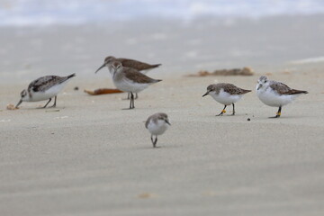 shorebird