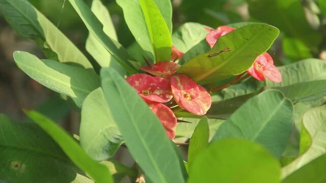Euphorbia milli, the blooming red euphorbia flower is red and illuminated by the gentle morning sunlight