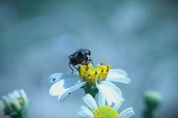 Fly on flower
