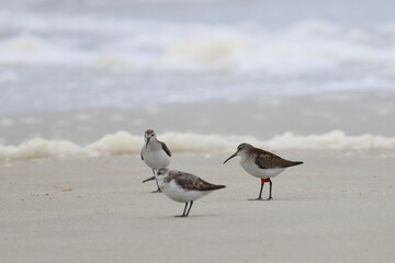 shorebird