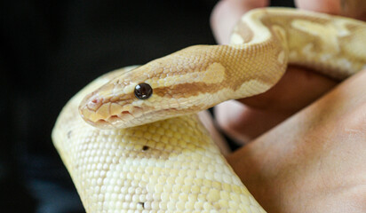 close up portrait of yellow python