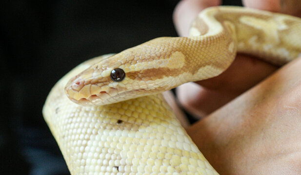 close up portrait of yellow python