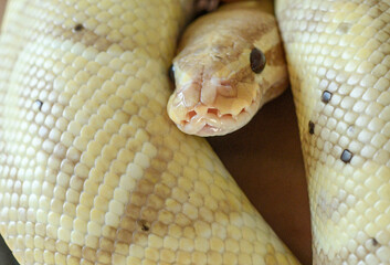close up portrait of yellow python