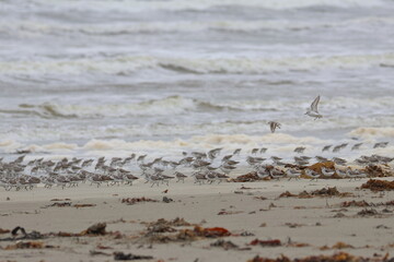 shorebird