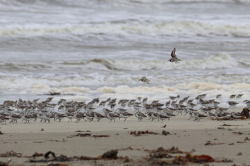 shorebird