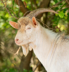 Fototapeta premium portrait of goats in nature