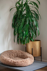 empty beige dog bed against a background of a white wall and a large green plant in a golden pot