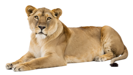 Lioness. PNG.