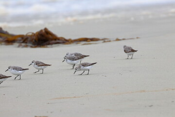 shorebird