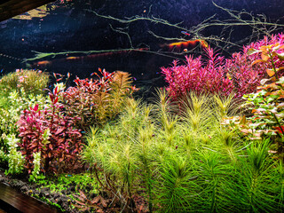 Acuario pequeño muestra un espacio compacto pero lleno de vida con peces.