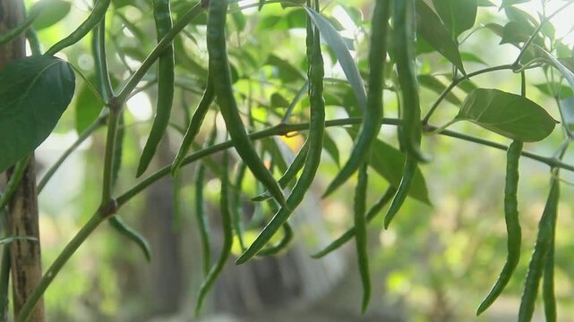 Chili pepper plant with green chilies, green chilies hanging on the tree and illuminated by the morning sun