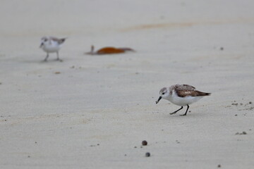 shorebird