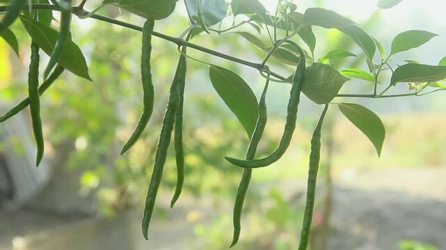Chili pepper plant with green chilies, green chilies hanging on the tree and illuminated by the morning sun