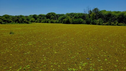 Ecological reserve is the most biodiverse green space in the city of Buenos Aires Argentina