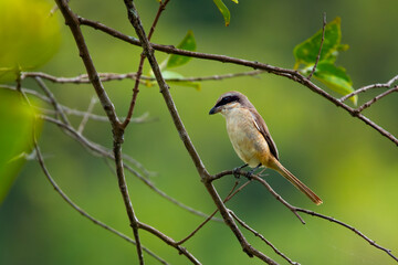 Fototapeta premium Brown shrike (Lanius cristatus), a small passerine bird that are also called with 'butcher bird' perching on a tree branch in Jurong Lake Gardens, Singapore,, natural green background