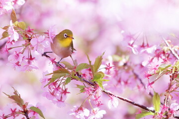 河津桜にとまるメジロ