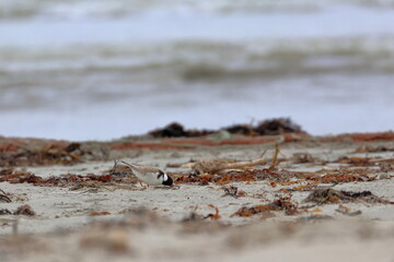 shorebird