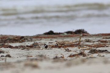 shorebird